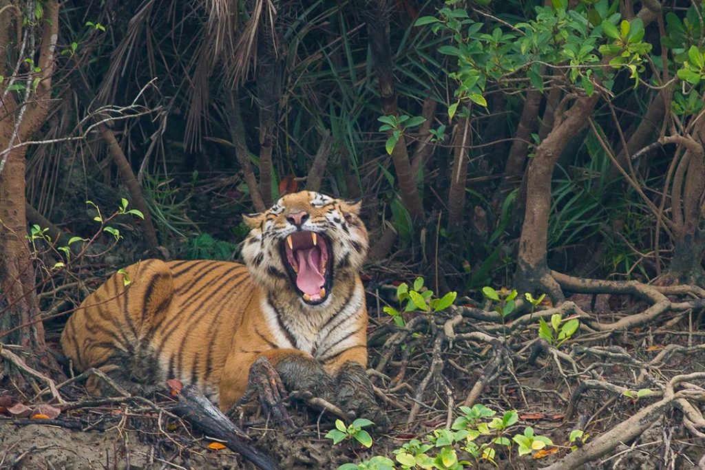 03 Days Sundarban Package